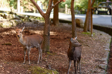 奈良公園の鹿