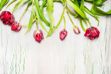 Beautiful red tulips on light  shabby chic  background, top view, floral border