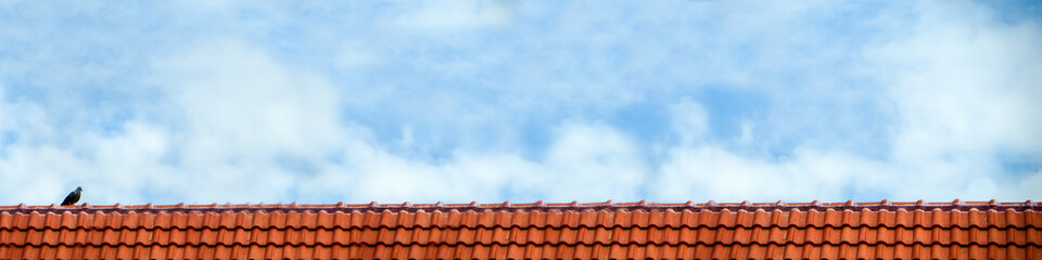 pigeon stand on roof and blue sky white cloud