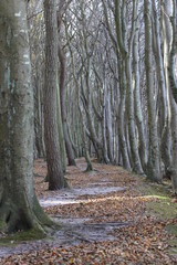 nature tree forest away
