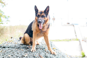Dog german shepherd in the forest