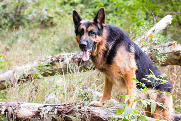 Dog german shepherd in the forest