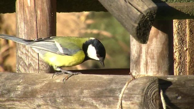 Eine Kohlmeise holt einen Sonnenblumenkern vom Vogelh&auml;uschen