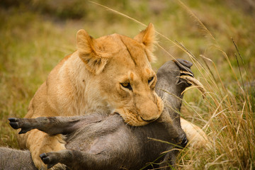 Wild lion in the Massai Mara with her fresh warthog kill