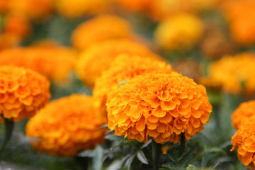 Marigold flowers (Tagetes) in the meadow in the sunlight.