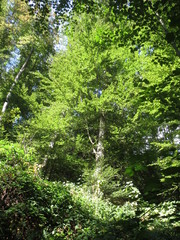 Fototapeta premium Tree in forest in sunshine