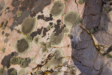 Fossil plants on rocks closeup.