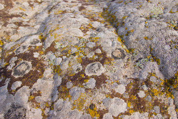 Fossil plants on rocks closeup.