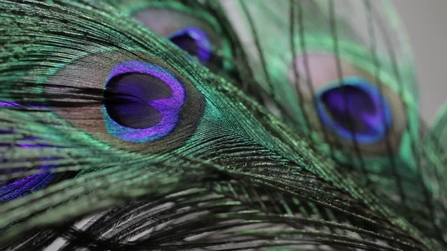 CU Peacock feather