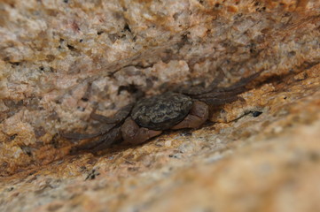 Crab between rocks