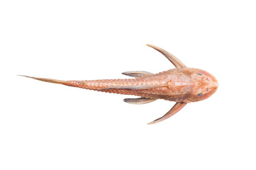 Pleco Catfish Hypostomus Plecostomus fish Pterygoplichthys isolated on white