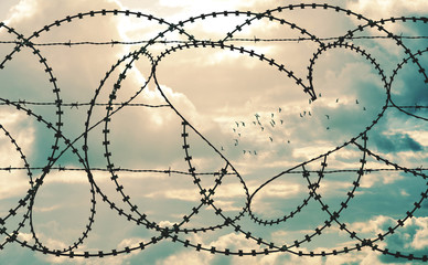 Natural heart shape in a barbed wire fence on cloudscape background. Flock of birds flying through...