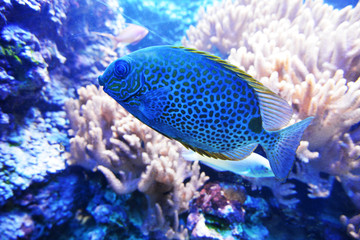 Fototapeta na wymiar blue fish