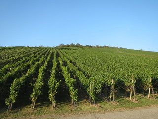 Fototapeta na wymiar Wine plants growing in Metzingen (Germany) - blue sky in September