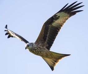 Red Kite in flight