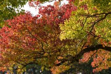 色付いた葉っぱ