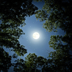 Beautiful night sky, the Milky Way, moon and the trees. Elements of this image furnished by NASA.