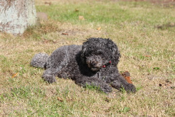 dog animals nature poodle