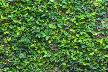 green leaf background,Green leaves wall texture for background