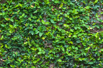 green leaf background,Green leaves wall texture for background