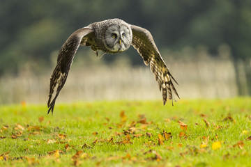 Grey Owl