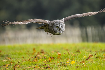 Grey Owl