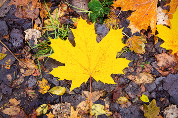 Yellow maple leaf