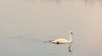 Young swan