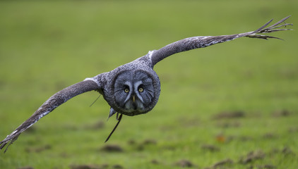 Grey Owl