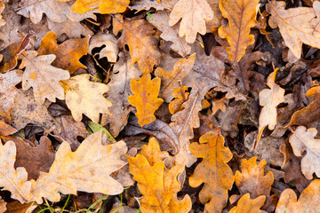 Yellow maple leaf
