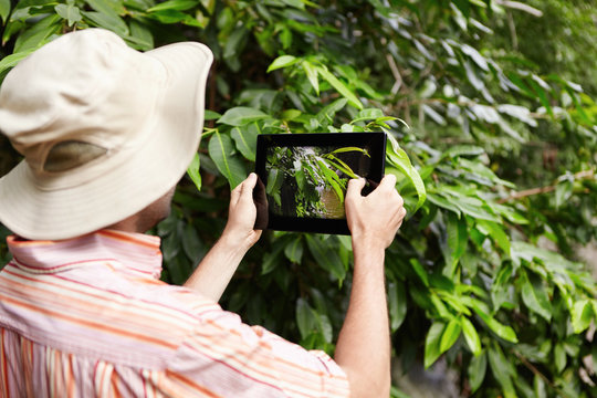 Protection and conservation of natural resources. Rear shot of scientist in panama hat and shirt holding touch pad and taking picture of green leaves of plant while exploring wildlife in rainforest