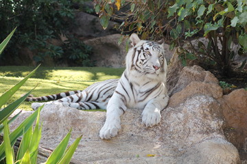Beautiful unique landscape of Canary Island Tenerife