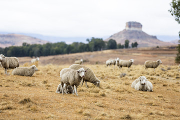 Fototapeta premium Sheep in the Free State