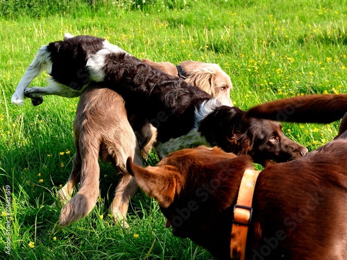 "Spielende Hunde" Stockfotos und lizenzfreie Bilder auf
