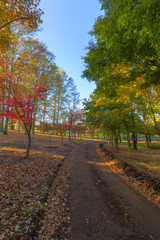 Autumn colours and leaves on the ground