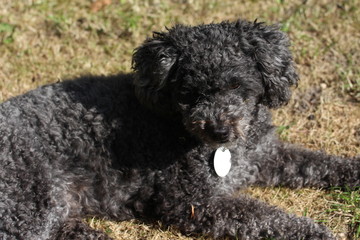 poodle dog nature pet animal