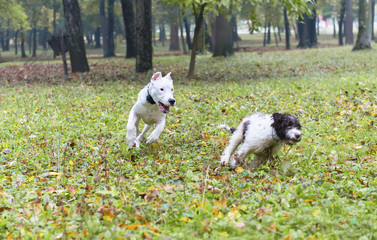 Fototapeta premium Playing dogs