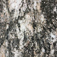 Tree bark texture background.
