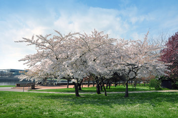 Garden of pink flowering cherry trees in the spring.