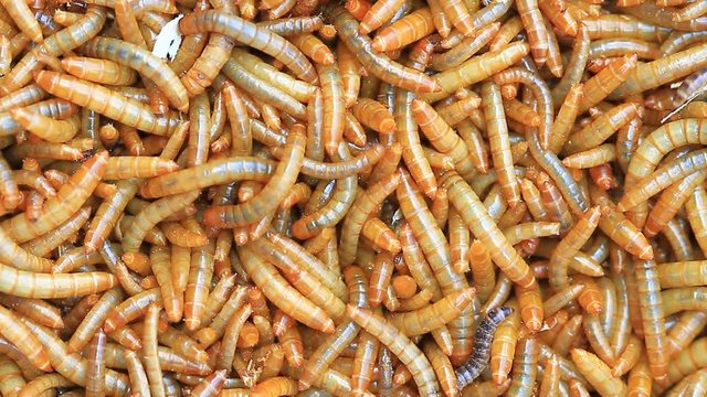 Worms, Meal worms is the common name for the larvae of the beetle Tenebrio molitor