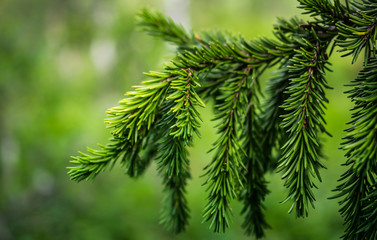 a branch of spruce needles closeup