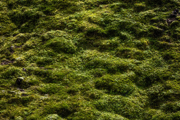Bright and fluffy green moss, summer in Iceland. Useful for your posters, design projects, etc.
