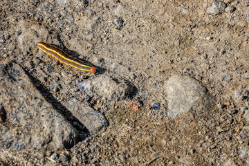 Colorful caterpillar on a background of earth and stones. Summer in Iceland 2016
