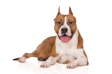 american staffordshire terrier dog lying down on white