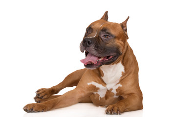 staffordshire terrier dog lying down on white