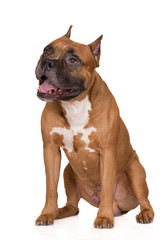 american staffordshire terrier dog sitting on white