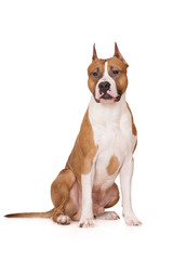 american staffordshire terrier dog sitting on white