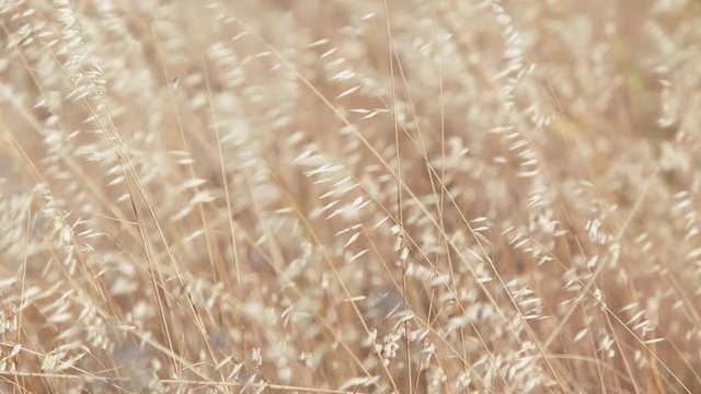 CU Wheat in field blowing from wind