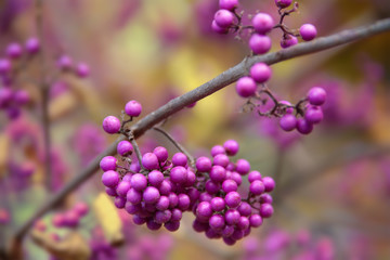 Japanische Schönfrucht - Callicarpa Japonica Früchte