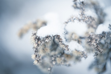 Plants in winter / concept